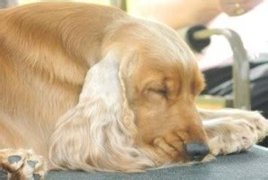 cocker spaniel michigan|majestic english cocker spaniels.